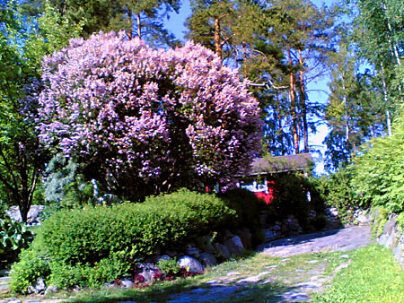 Sireeni
